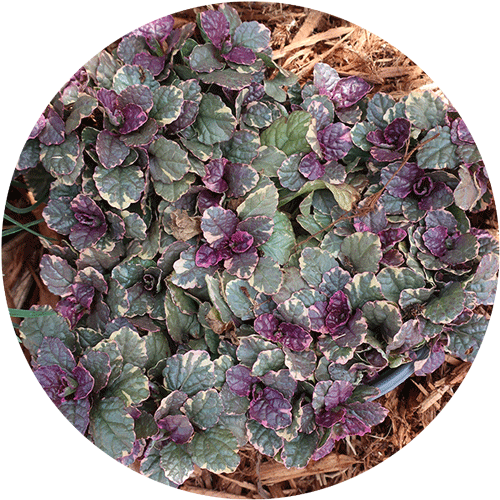 Top down view of Burgandy Glow Ajuga.